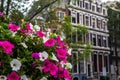 White and pink flowers in front of traditional houses in Amsterdam Royalty Free Stock Photo