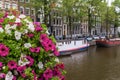 White and pink flowers in front of traditional houses and a canal in Amsterdam Royalty Free Stock Photo