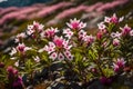 white and pink flowers grown on rock