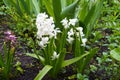 White and pink flowers of hyacinths Royalty Free Stock Photo