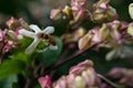 White and pink flowers