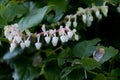White with pink flowering Salal - Gaultheria shallon - plant