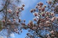 White-pink flowers of  magnolia Magnolia soulangeana against a blue sky in early spring Royalty Free Stock Photo