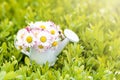 White-pink flowers in a white mini watering can on an abstract grassy background. selective focus. Place for an