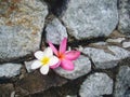 White and pink flowers of plumeria Royalty Free Stock Photo