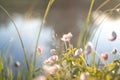 White and pink flowers with sky and trees reflection Royalty Free Stock Photo