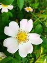 White-pink rosehip flowers. Royalty Free Stock Photo