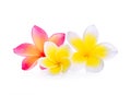 White and pink frangipani plumeria flower isolated on white Royalty Free Stock Photo