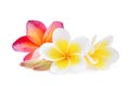 White and pink frangipani plumeria flower isolated on white Royalty Free Stock Photo