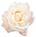 White and pink fresh rose flower close up isolated Royalty Free Stock Photo