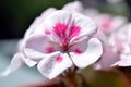 White and pink geranium flower closeup Royalty Free Stock Photo