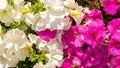 White and pink geraniums. background Royalty Free Stock Photo