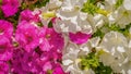 white and pink geraniums. background Royalty Free Stock Photo
