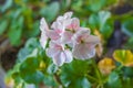 White and Pink Geraniums