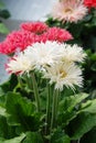 White and Pink Gerbera daisy. Gerbera plant in pot on the table. Full bloom Royalty Free Stock Photo