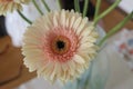 White pink gerbera in a vase in a bouquet of the Mindset type