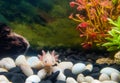 White with pink gills of the young Axolotl near artificial plants of burgundy and green