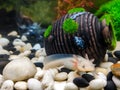 White with pink gills of a young Axolotl near a ceramic brown jug