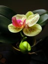 Pink and green orchid on black background Royalty Free Stock Photo