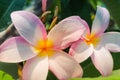 White Pink Hawaiian Plumeria Flowers in Sunshine