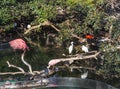 White and pink herons and turtles in the city park in Valencia, Spain Royalty Free Stock Photo