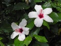 White and pink hibiscus flower