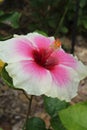 White And Pink Hibiscus Flower Royalty Free Stock Photo
