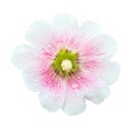 White and pink Hollyhocks flower isolated