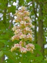 White and pink horse chestnut flowers