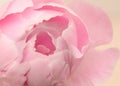 White and pink huge airy peony, macro-festive background for wedding invitation