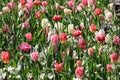 White and pink hyacinths and tulips mixed in a field Royalty Free Stock Photo