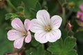 White and pink hybrid geranium flowers in close up