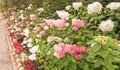 White and pink Hydrangea large flower heads