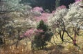 White pink japanese apricot flowers Royalty Free Stock Photo