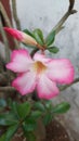 white pink japanese frangipani flower