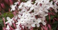 Pink Jasmine (aka White Jasmine) - Jasminum polyanthum, in bloom.