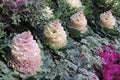 White and Pink kale plants in row