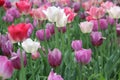 White pink and lavender tulips