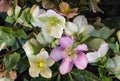 White and pink lenten hellebores in bloom with blurred background and copy space