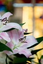 White and pink lilies in  a vase, close up Royalty Free Stock Photo