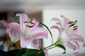 White and pink lilies in  a vase, close up Royalty Free Stock Photo