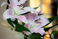 White and pink lilies in  a vase, close up Royalty Free Stock Photo