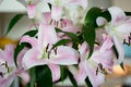 White and pink lilies in  a vase, close up Royalty Free Stock Photo