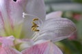 White and pink lilium flower