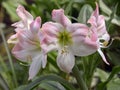 White and pink lilium flowers