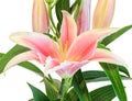 White and pink Lilium flowers, (Lily, lillies) bouquet, floral arrangement, close up, isolated, white background.