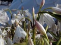 White and pink Lillies in front of an Eden Project dome. Royalty Free Stock Photo