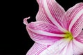 White pink lily flower closeup photo. Floral feminine banner template with text place.