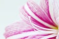 White pink lily flower macro photo. Floral feminine banner template with text place.