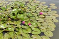 White pink lily flowers in a pond Royalty Free Stock Photo